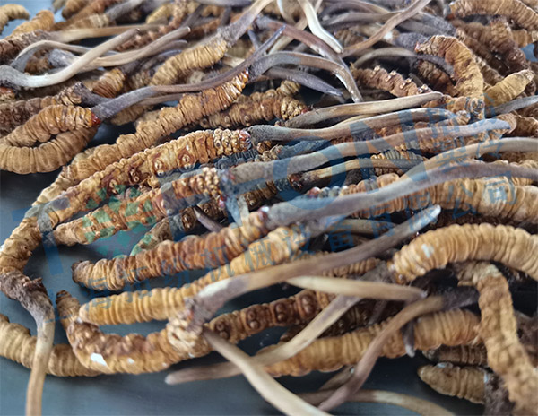 冷凍干燥機|凍干機|真空冷凍干燥機|大型冷凍干燥機|食品凍干機|制藥真空冷凍干燥機|食品凍干設備|制藥冷凍干燥機 冷凍干燥機|凍干機|真空冷凍干燥機|大型冷凍干燥機|食品凍干機|制藥真空冷凍干燥機|食品凍干設備|制藥冷凍干燥機