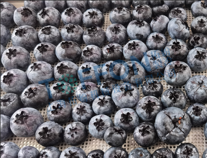 藍莓凍干：食品真空冷凍干燥機應用于藍莓凍干試驗