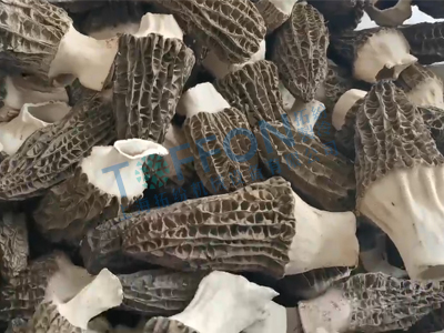 17116742034184.jpg 羊肚菌凍干.jpg