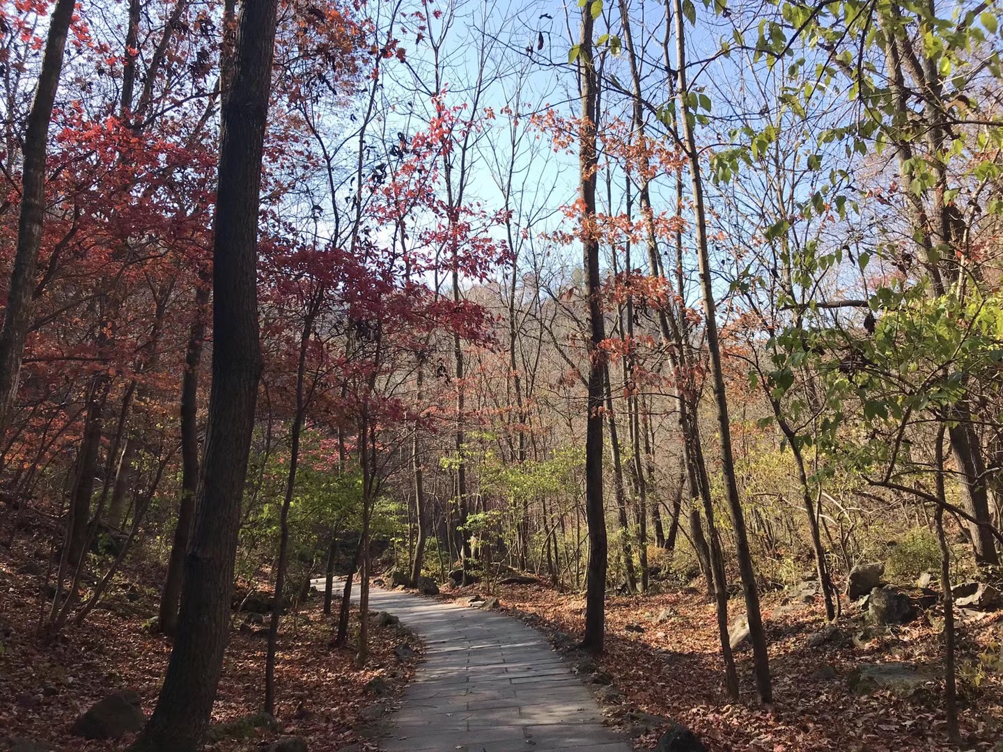 世界奇觀盤錦紅海灘、東北楓葉之王蒲石河森林公園、本溪水洞、三日游